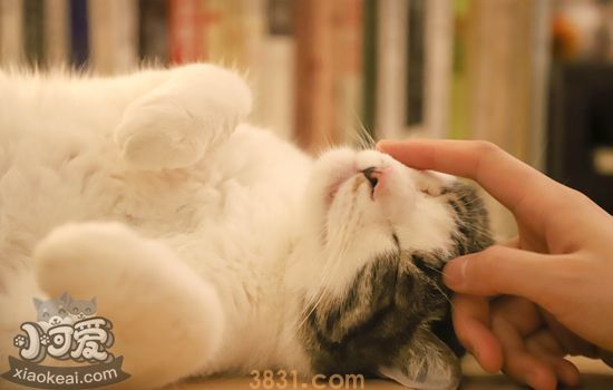 猫鸡胸肉的做法 猫鸡胸肉怎么做好吃(图2)