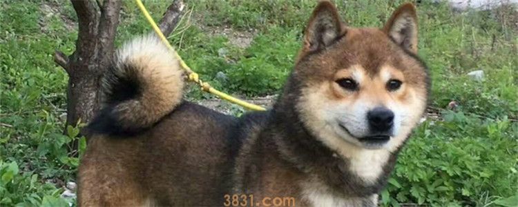 胡麻柴犬怎么鉴定 柴犬小时候比较难辨别(图1)