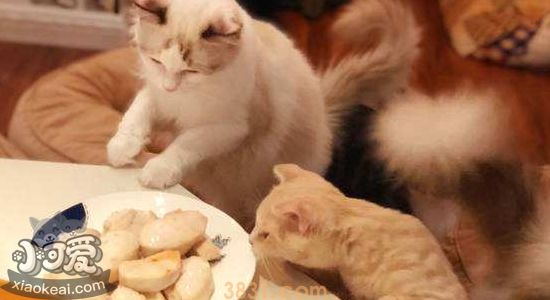 猫鸡胸肉的做法 猫鸡胸肉怎么做好吃(图1)