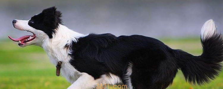 边境牧羊犬体味程度 合理护理是没问题的!(图1)