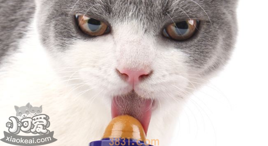 猫营养膏的作用 猫一定要吃营养膏吗(图1)