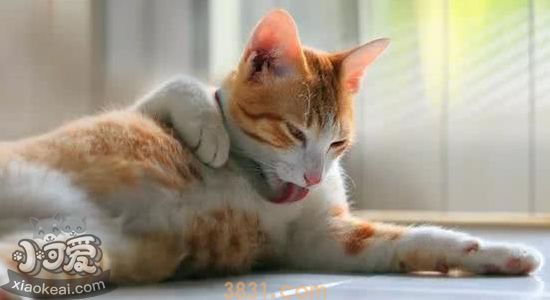 猫化毛膏的作用 猫什么时候吃化毛膏(图2)