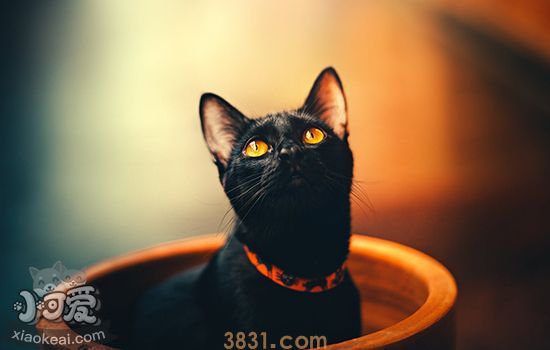 母猫绝育后护理 母猫绝育后护理攻略(图2)