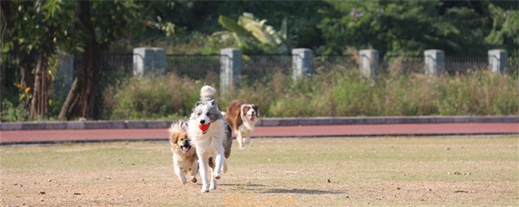 边境牧羊犬的特征 可以准确掌握边牧的特征吗(图1)