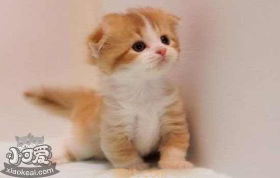 小奶猫如何喂养 两月内小奶猫喂养攻略(图2)