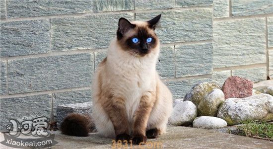 猫咪挑食怎么办(图1)