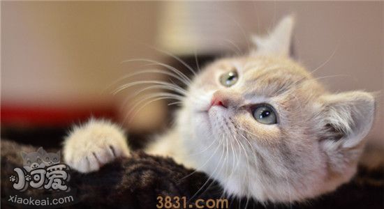 猫为什么会在床上拉屎 猫咪不是很爱干净的吗(图1)