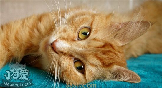 猫为什么会在床上拉屎 猫咪不是很爱干净的吗(图2)