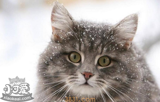 猫感冒发烧什么症状 猫感冒发烧解决办法(图1)