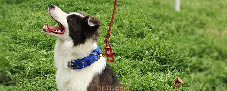 不能养边境牧羊犬理由 你还能忍受这几点就可以养了!(图1)