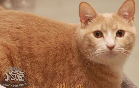 膨润土猫砂和松木猫砂对比(图3)