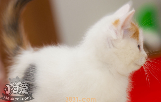 猫感冒了能自愈吗 猫感冒的解决办法是什么你知道吗(图1)