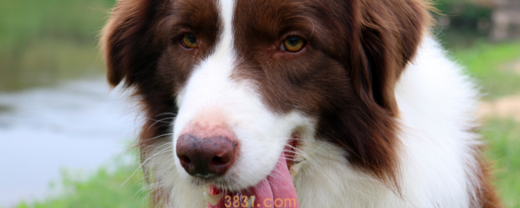 边牧属于大型犬还是中型犬 可以分清楚中型犬和大型犬吗(图1)