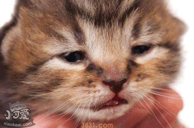 猫鼻支的症状 猫鼻支该如何治疗(图2)
