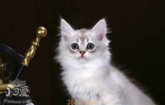 怎么喂食没出乳牙的蒂凡尼猫幼猫 了解蒂凡尼猫幼猫喂食(图1)