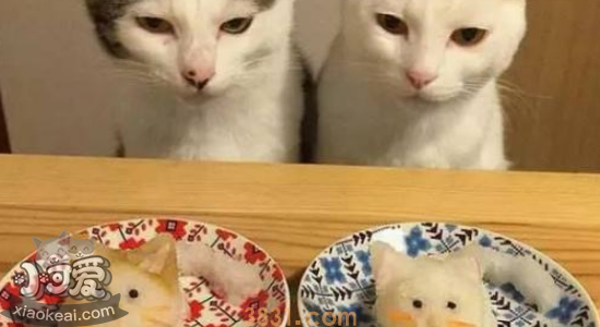 自制猫粮怎么做 给你家主子做一做吧!(图1)