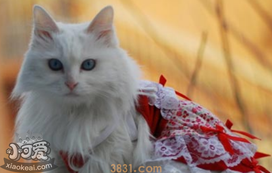 蒂凡尼猫怎么预防流产 有效避免蒂凡尼猫流产方法知道哪些(图1)