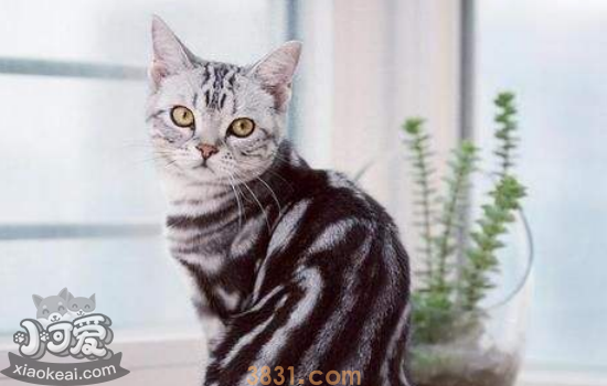 猫闭尿会出现什么情况 猫闭尿后需要知道的护理知识(图1)