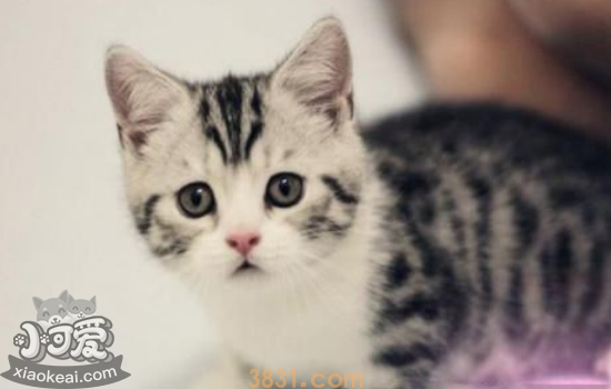 猫闭尿会出现什么情况 猫闭尿后需要知道的护理知识(图2)