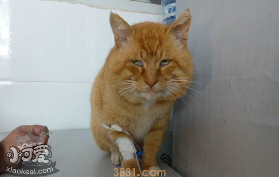 猫鼻支和感冒的区别 你知道吗(图1)