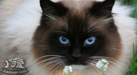 猫鼻支和感冒的区别 你知道吗(图2)
