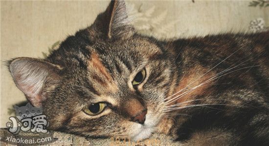 猫为什么不能吃狗粮 猫吃狗粮会怎么样(图1)