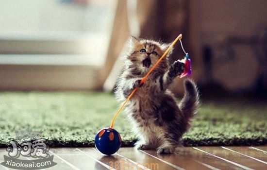 刚睁眼的小奶猫怎么养 超全新生小猫护理指南(图2)