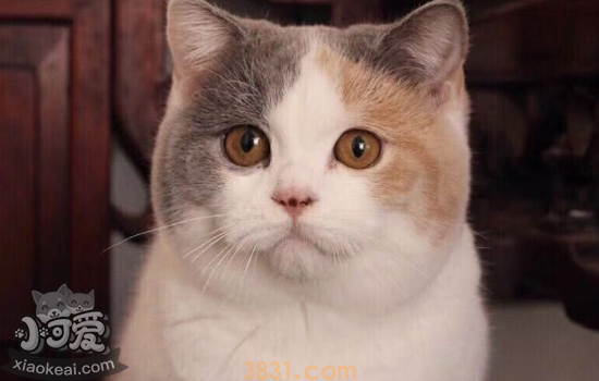 猫不喜欢的五件事情 铲屎官们慎行啊!(图2)