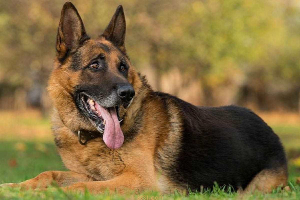 什么狗可以做导盲犬 导盲犬有哪些你还不知道吗(图3)