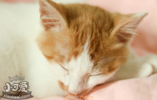 猫咪不拉屎怎么办 猫咪不拉屎发病原因你必须要知道!(图1)