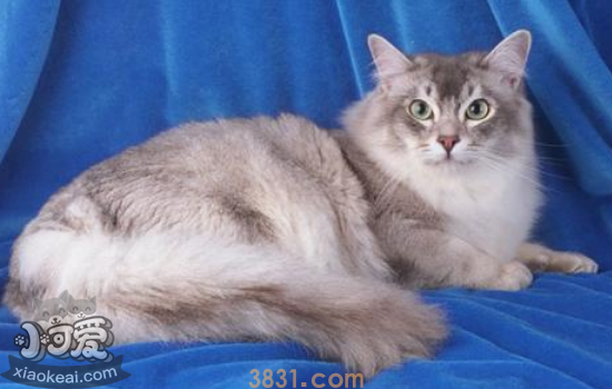 猫咪发腮需要注意什么 猫咪发腮你一定需要知道的!(图1)