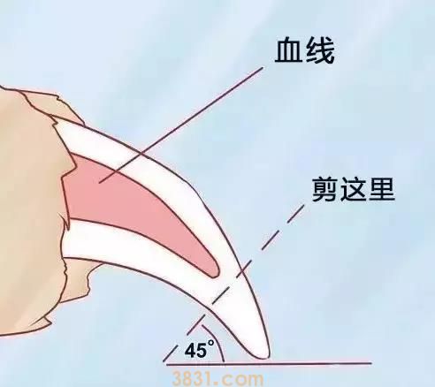 金毛狗指甲的血线怎么看(图2)