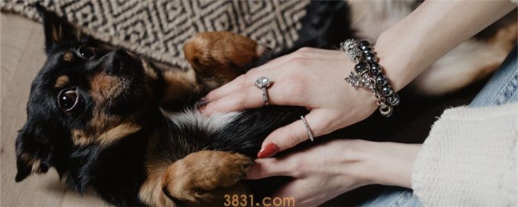 孕妇家的狗怎么办 谁说怀孕了就不能再养狗(图1)