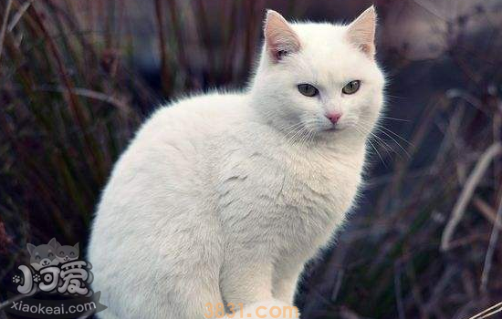 猫咪发腮期是什么时候 猫咪发腮的黄金期你需要赶紧了解!(图1)