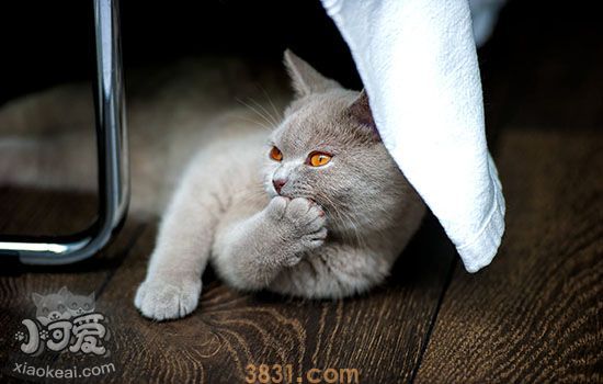 给猫剪指甲的正确打开方式 你给猫剪指甲被伤过吗(图1)