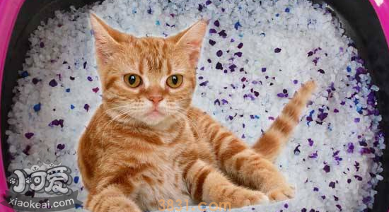 水晶猫砂的优缺点 水晶猫砂有毒吗(图2)