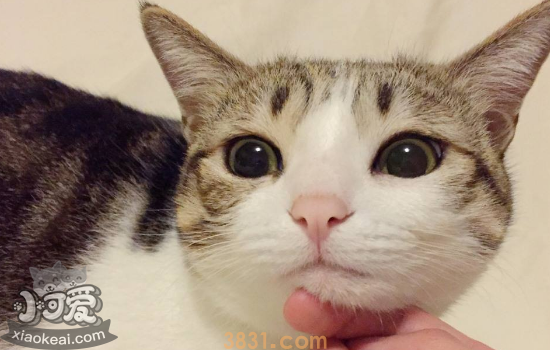 猫砂盆多久清理一下 猫砂放多少合适(图1)