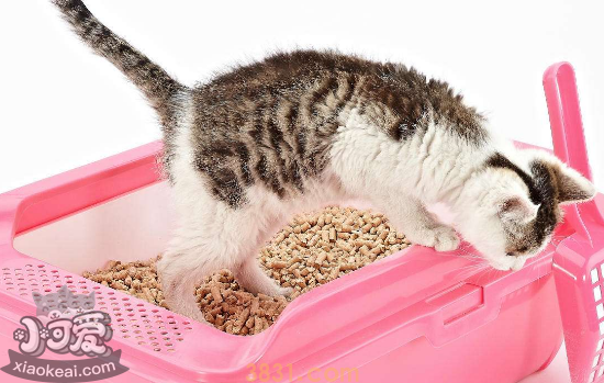 猫砂盆放哪里好 猫砂盆不宜放在哪些地方(图2)