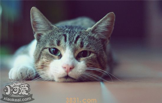 猫咪摔伤了能自愈吗(图1)