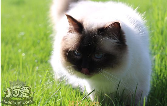 如何辨别伯曼猫是否怀孕 伯曼猫怀孕该如何判断(图1)