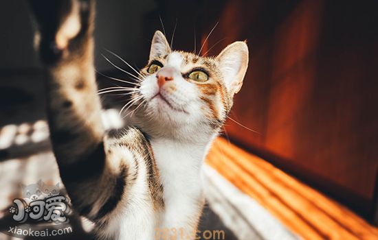 猫咪挑食原因有哪些 来看看你家猫为什么挑食(图1)