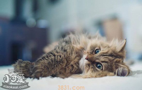 猫咪挑食原因有哪些 来看看你家猫为什么挑食(图2)