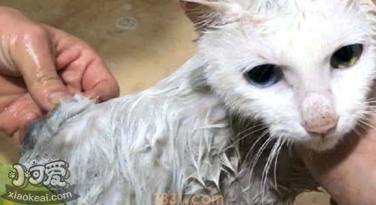 猫洗澡可以用人的沐浴露吗 铲屎官们一定要知道!(图1)