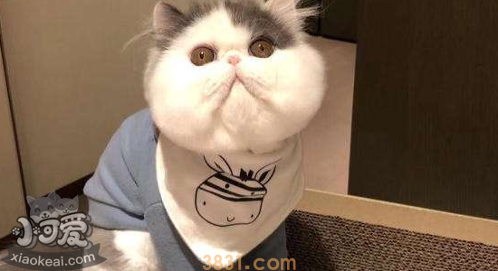 猫洗澡可以用人的沐浴露吗 铲屎官们一定要知道!(图2)