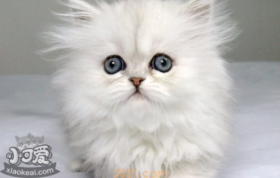 猫咪不爱喝水怎么办 猫咪不爱喝水的解决办法你知道吗(图2)