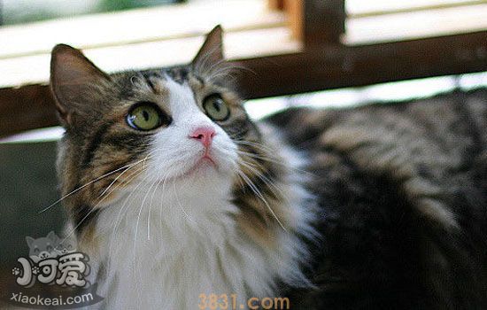 挪威森林猫孕期怎么吃 挪威森林猫孕期饮食需精心搭配(图1)