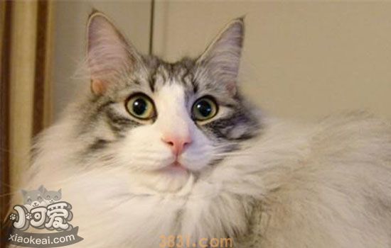 挪威森林猫产后缺钙怎么办 猫产后缺钙的症状(图1)