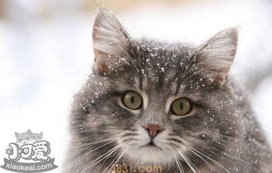 挪威森林猫产后怎么护理 母猫产后护理真不简单(图1)