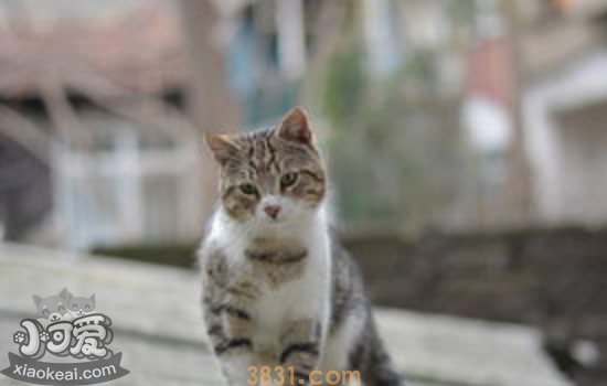 猫感冒吃什么药 猫咪感冒该怎么吃药你都知道吗(图1)