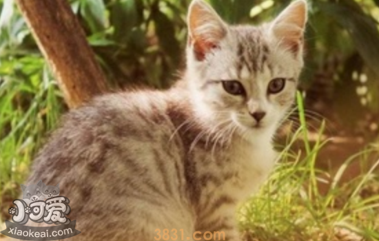 猫感冒吃什么药 猫咪感冒该怎么吃药你都知道吗(图2)